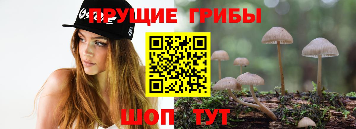 Галлюциногенные грибы Psilocybine cubensis Балтийск