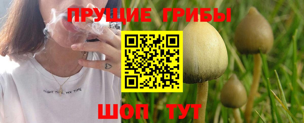 Балтийск  закладки  Вход с VPN  Псилоцибиновые грибы Psilocybe 